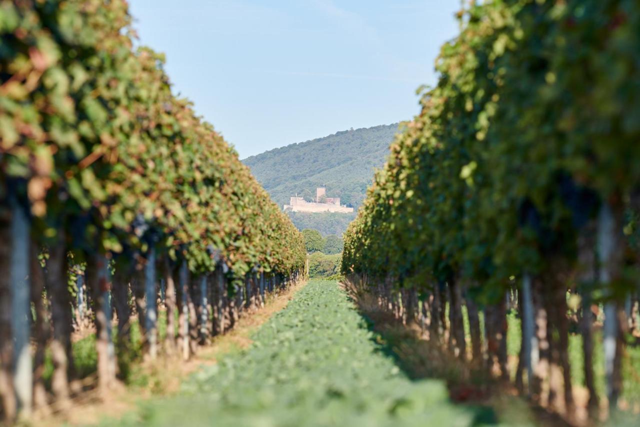Weingasthaus Wisser Billigheim-Ingenheim 외부 사진